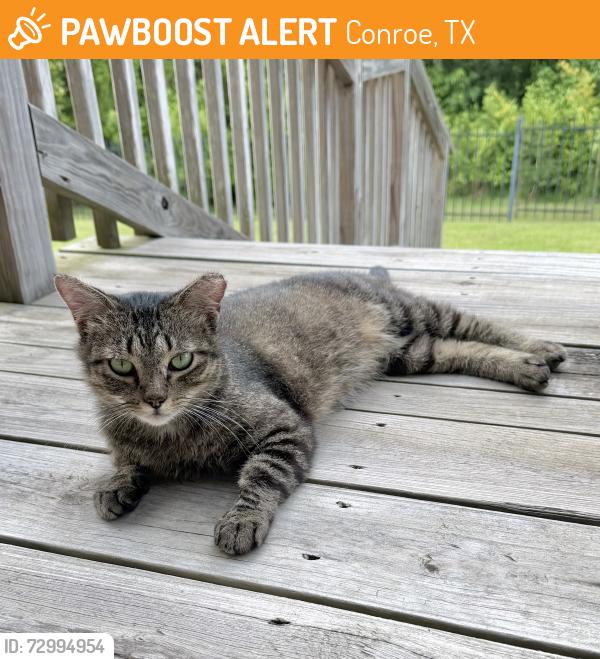 Found/Stray Female Cat last seen Stewart’s Forest neighborhood, Conroe, TX 77301