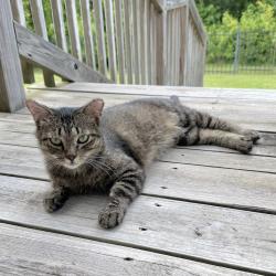 Found/Stray Female Cat last seen Stewart’s Forest neighborhood, Conroe, TX 77301