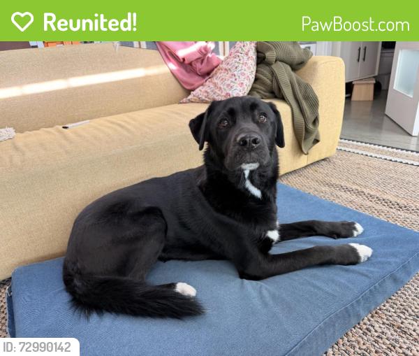 Reunited Male Dog last seen Oakland, CA, USA, Oakland, CA 94612
