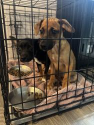 Reunited Male Dog last seen Chandler rd, San Antonio, TX 78222