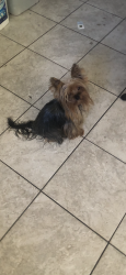 Reunited Female Dog last seen Richard way , Ceres, CA 95307