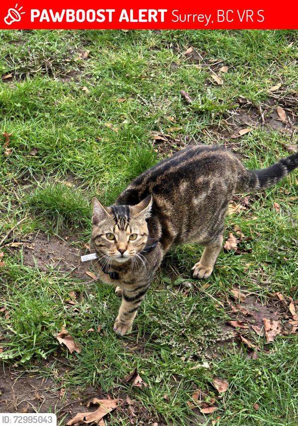 Lost Male Cat last seen Near 143a street, Surrey, BC V3R 3S1