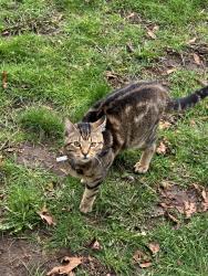 Lost Male Cat last seen Near 143a street, Surrey, BC V3R 3S1