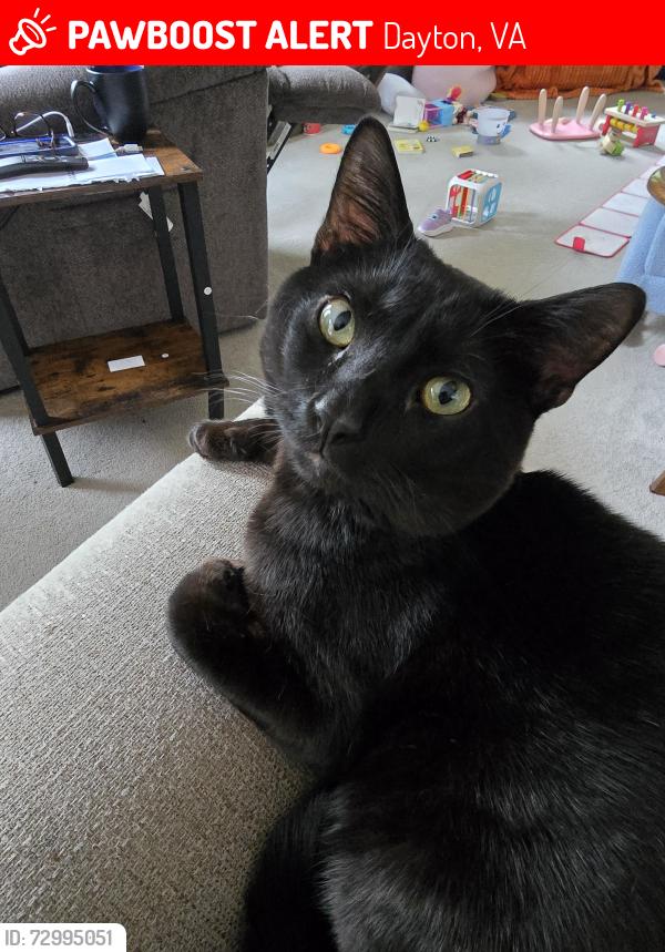 Lost Male Cat last seen Valley Overlook Dr., Dayton, VA 22821