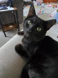 Lost Male Cat last seen Valley Overlook Dr., Dayton, VA 22821
