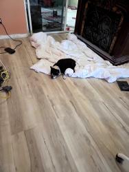 Lost Female Dog last seen Near Pennsylvania  Ave NE, palm bay fl , Palm Bay, FL 32907