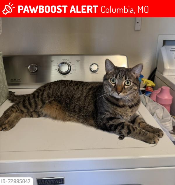 Lost Male Cat last seen Glenstone Drive, Columbia, MO 65201