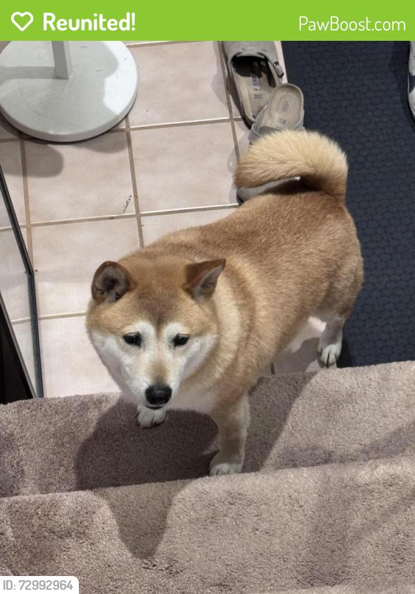 Reunited Male Dog last seen NE 24th and NE 167th, Bellevue, WA 98008