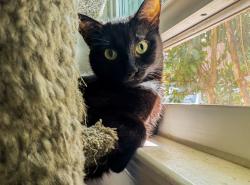 Reunited Female Cat last seen Pittsfield garrison, Garrison, MD 21117