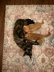 Lost Female Cat last seen Bell helicopter, Fort Worth, TX 76118