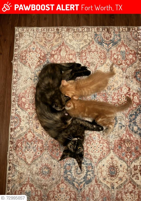 Lost Female Cat last seen Bell helicopter, Fort Worth, TX 76118