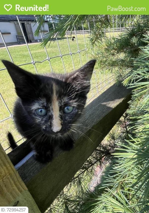Reunited Female Cat last seen McCormick rd and Mcdougald rd, Harnett County, NC 27332