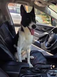 Found/Stray Male Dog last seen Harris Teeter Raedford Rd., Fayetteville, NC 28303