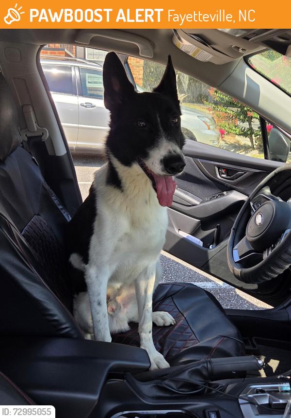 Found/Stray Male Dog last seen Harris Teeter Raedford Rd., Fayetteville, NC 28303