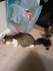 Lost Male Cat last seen Wesleyan and Hawthorn, Lockport, IL 60441