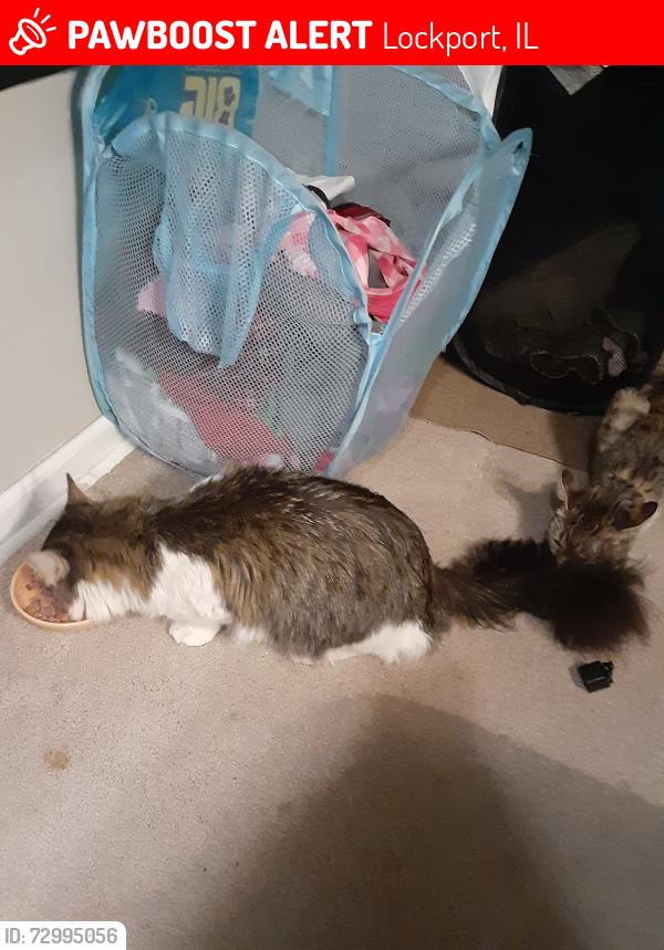 Lost Male Cat last seen Wesleyan and Hawthorn, Lockport, IL 60441