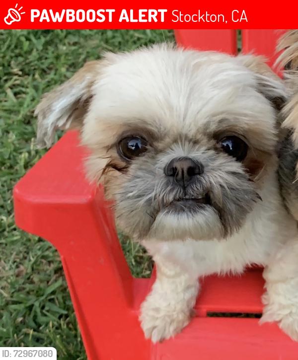Lost Female Dog last seen Burton St and 12th St , Stockton, CA 95206