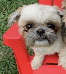 Lost Female Dog last seen Burton St and 12th St , Stockton, CA 95206