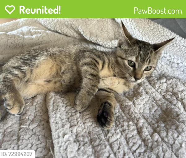 Reunited Female Cat last seen Mcdougald rd and McCormick rd, Harnett County, NC 27332