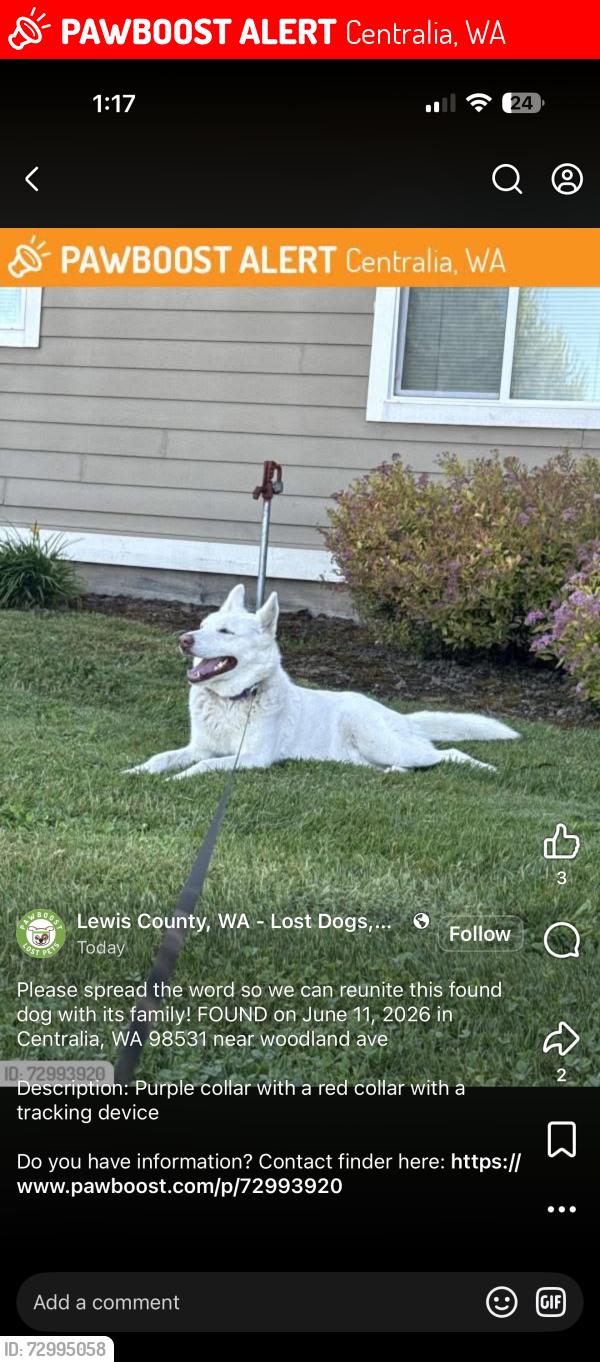 Lost Female Dog last seen Jackson st, Centralia, WA 98531