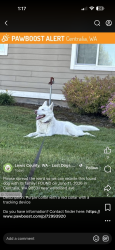 Lost Female Dog last seen Jackson st, Centralia, WA 98531
