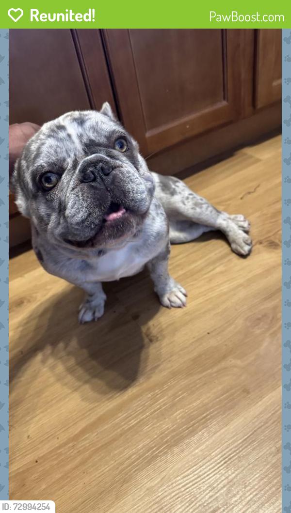 Reunited Female Dog last seen Apple/Locust, Hayward, CA 94546