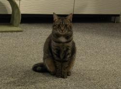 Reunited Female Cat last seen Near block of Whitney Rd in Westfield Indiana, Westfield, IN 46062