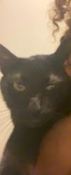 Lost Male Cat last seen Old Dover Road , Clarksville, TN 37042