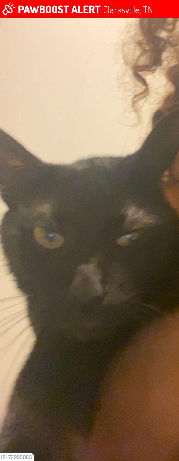 Lost Male Cat last seen Old Dover Road , Clarksville, TN 37042