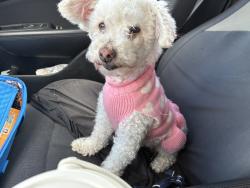Reunited Female Dog last seen Near N Ware Rd McAllen, TX  78504 United States, McAllen, TX 78504