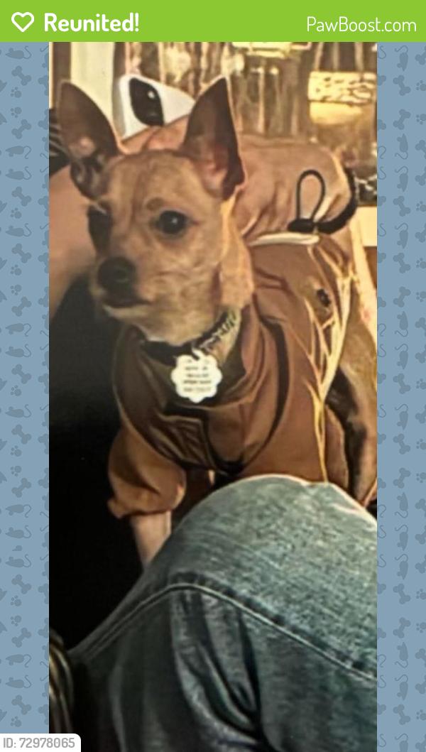 Reunited Female Dog last seen Summerfield/Claiborne , Jackson, TN 38305