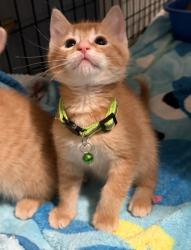 Shelter Stray Male Cat last seen Near Florin Perkins Rd, City of Sacramento, CA, 6201 Florin Perkins Rd, Sacramento, CA 95828, USA