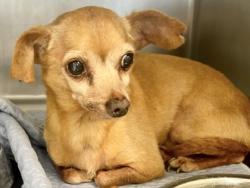 Shelter Stray Male Dog last seen Near Spring Valley, Williamson County, TX, 1855 SE Inner Loop, Georgetown, TX 78626, USA