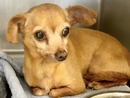 Shelter Stray Male Dog last seen Near Spring Valley, Williamson County, TX, 1855 SE Inner Loop, Georgetown, TX 78626, USA