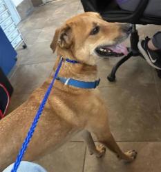 Shelter Stray Male Dog last seen Near blk Bronc Buster Way, Williamson County, TX, 1855 SE Inner Loop, Georgetown, TX 78626, USA