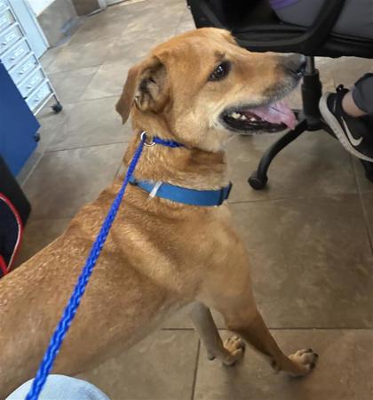 Shelter Stray Male Dog last seen Near blk Bronc Buster Way, Williamson County, TX, 1855 SE Inner Loop, Georgetown, TX 78626, USA