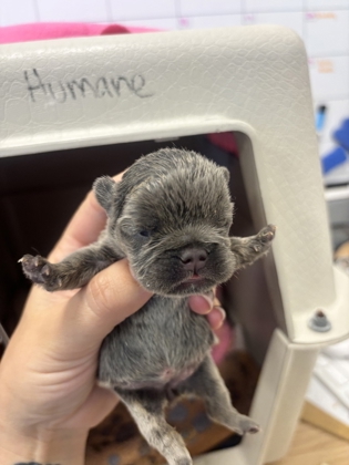 Shelter Stray Female Dog last seen E Shields Ave & N Madsen Ave, Sanger Zone Fresno CO 4 93657, CA, 1510 W Dan Ronquillo Dr, Fresno, CA 93706, USA