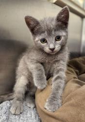Shelter Stray Female Cat last seen Fine and Harvey, Fresno Zone Fresno CO 2 93727, CA, 1510 W Dan Ronquillo Dr, Fresno, CA 93706, USA