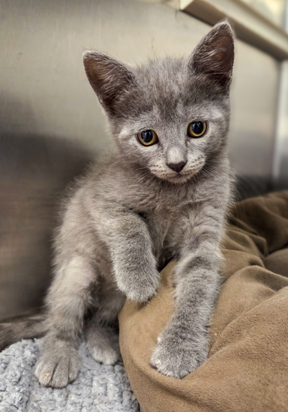 Shelter Stray Female Cat last seen Fine and Harvey, Fresno Zone Fresno CO 2 93727, CA, 1510 W Dan Ronquillo Dr, Fresno, CA 93706, USA