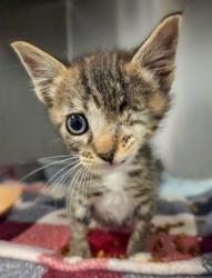 Shelter Stray Male Cat last seen W Shaw Ave & N Biola Ave, Fresno Zone Fresno CO 1A 93723, CA, 1510 W Dan Ronquillo Dr, Fresno, CA 93706, USA