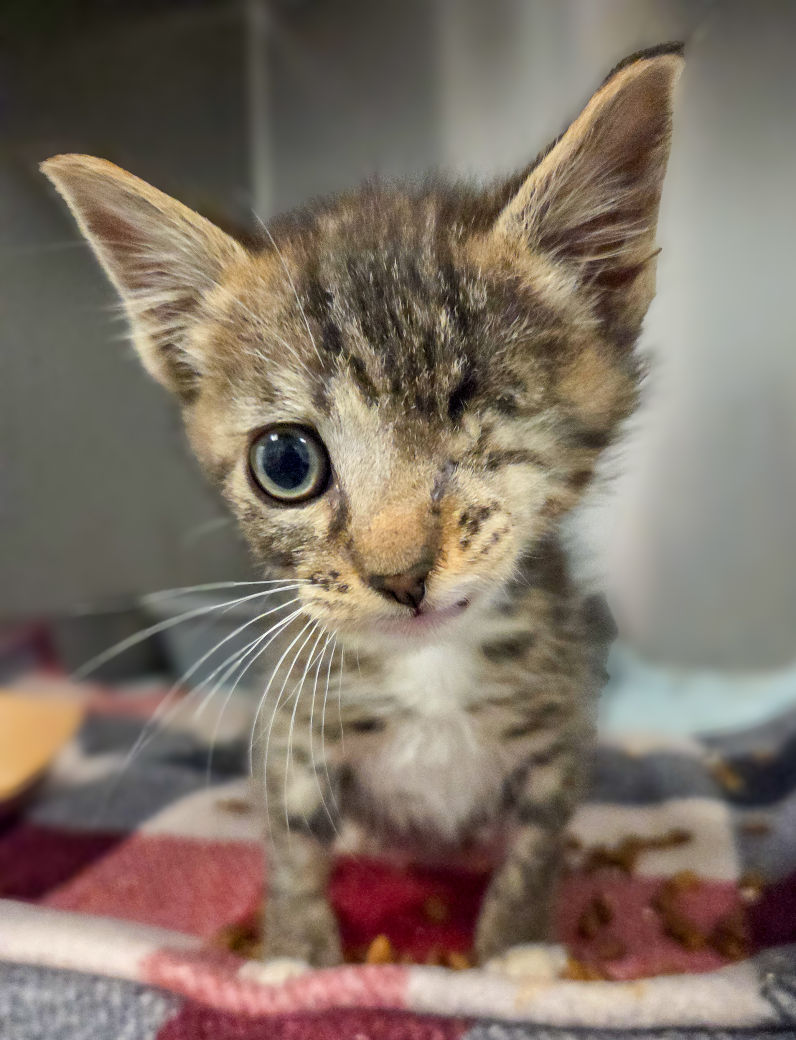 Shelter Stray Male Cat last seen W Shaw Ave & N Biola Ave, Fresno Zone Fresno CO 1A 93723, CA, 1510 W Dan Ronquillo Dr, Fresno, CA 93706, USA