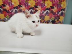 Shelter Stray Unknown Cat last seen Broadstone Rd, 43615, OH, 827 Illinois Ave, Maumee, OH 43537, USA