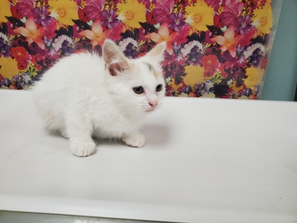 Shelter Stray Unknown Cat last seen Broadstone Rd, 43615, OH, 827 Illinois Ave, Maumee, OH 43537, USA
