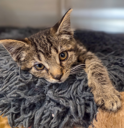 Shelter Stray Female Cat last seen S Chestnut and E American, FHAS (On Site), CA, 1510 W Dan Ronquillo Dr, Fresno, CA 93706, USA