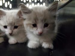 Shelter Stray Unknown Cat last seen Broadstone Rd, 43615, OH, 827 Illinois Ave, Maumee, OH 43537, USA