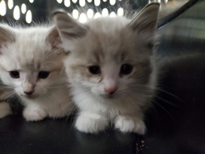 Shelter Stray Unknown Cat last seen Broadstone Rd, 43615, OH, 827 Illinois Ave, Maumee, OH 43537, USA