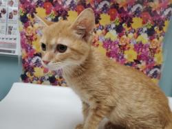 Shelter Stray Unknown Cat last seen Raymer, 43605, OH, 827 Illinois Ave, Maumee, OH 43537, USA