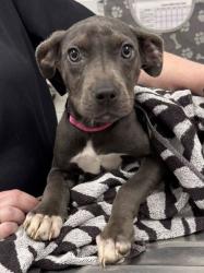 Shelter Stray Female Dog last seen Herrick & Ruskin Way, KCMO, 64134, 64134, MO, 7077 Elmwood Ave, Kansas City, MO 64132, USA