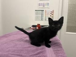 Shelter Stray Female Cat last seen Hardesty & 47th, KCMO, 64117, 64117, MO, 7077 Elmwood Ave, Kansas City, MO 64132, USA