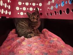 Shelter Stray Female Cat last seen E 51st Ter & Main St, 64112, 64112, MO, 7077 Elmwood Ave, Kansas City, MO 64132, USA